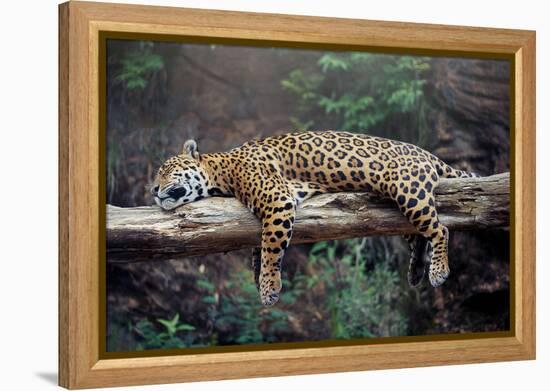 Cheetah Sleeping in Tree-Lantern Press-Framed Stretched Canvas