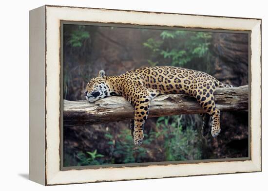 Cheetah Sleeping in Tree-Lantern Press-Framed Stretched Canvas