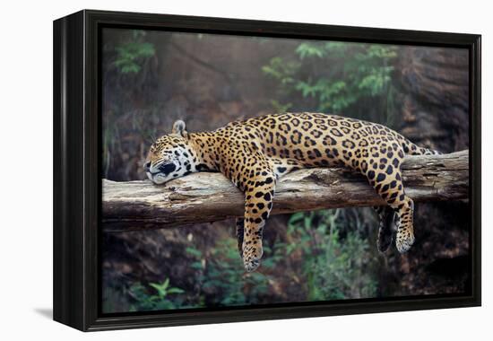 Cheetah Sleeping in Tree-Lantern Press-Framed Stretched Canvas