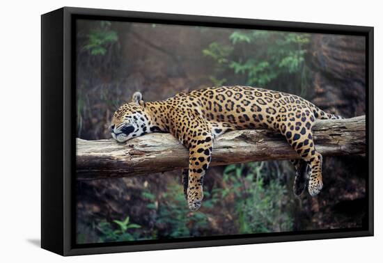 Cheetah Sleeping in Tree-Lantern Press-Framed Stretched Canvas