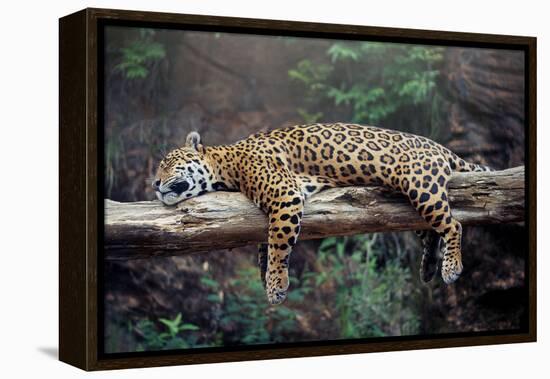 Cheetah Sleeping in Tree-Lantern Press-Framed Stretched Canvas