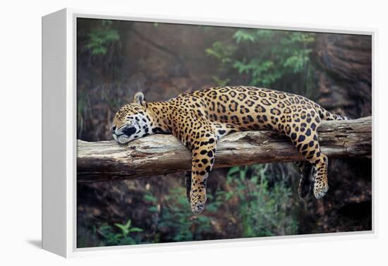 Cheetah Sleeping in Tree-Lantern Press-Framed Stretched Canvas