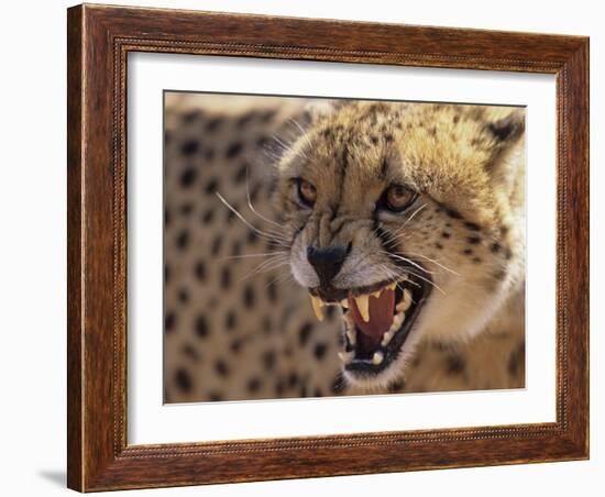 Cheetah Snarling (Acinonyx Jubatus) Dewildt Cheetah Research Centre, South Africa-Tony Heald-Framed Photographic Print