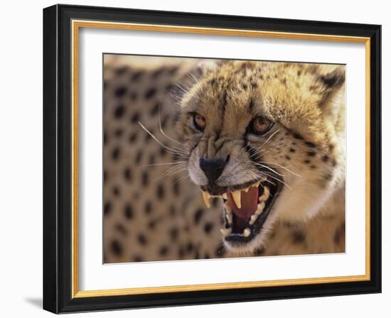 Cheetah Snarling (Acinonyx Jubatus) Dewildt Cheetah Research Centre, South Africa-Tony Heald-Framed Photographic Print