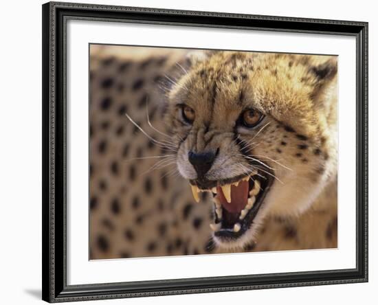 Cheetah Snarling (Acinonyx Jubatus) Dewildt Cheetah Research Centre, South Africa-Tony Heald-Framed Photographic Print