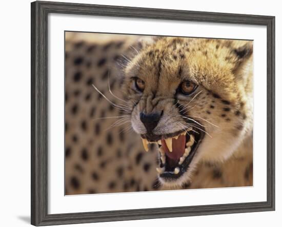 Cheetah Snarling (Acinonyx Jubatus) Dewildt Cheetah Research Centre, South Africa-Tony Heald-Framed Photographic Print