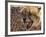 Cheetah Snarling (Acinonyx Jubatus) Dewildt Cheetah Research Centre, South Africa-Tony Heald-Framed Photographic Print