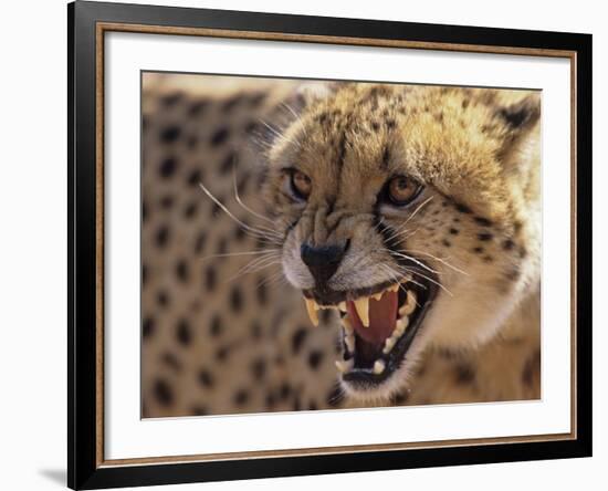 Cheetah Snarling (Acinonyx Jubatus) Dewildt Cheetah Research Centre, South Africa-Tony Heald-Framed Photographic Print