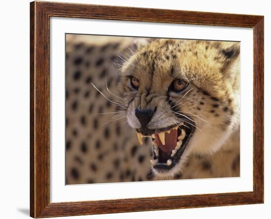 Cheetah Snarling (Acinonyx Jubatus) Dewildt Cheetah Research Centre, South Africa-Tony Heald-Framed Photographic Print