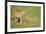 Cheetah stalking, Masai Mara, Kenya, East Africa, Africa-Karen Deakin-Framed Photographic Print