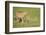 Cheetah stalking, Masai Mara, Kenya, East Africa, Africa-Karen Deakin-Framed Photographic Print