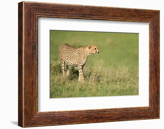 Cheetah stalking, Masai Mara, Kenya, East Africa, Africa-Karen Deakin-Framed Photographic Print