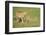 Cheetah stalking, Masai Mara, Kenya, East Africa, Africa-Karen Deakin-Framed Photographic Print