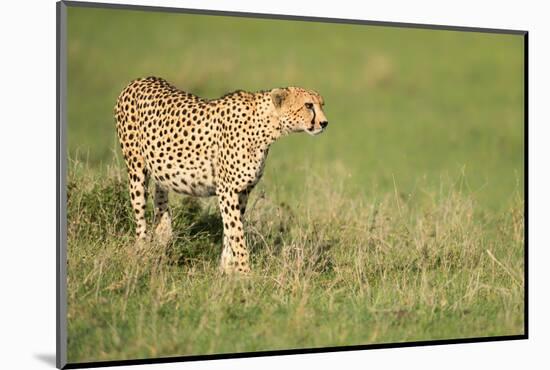 Cheetah stalking, Masai Mara, Kenya, East Africa, Africa-Karen Deakin-Mounted Photographic Print