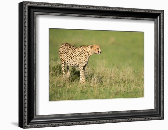 Cheetah stalking, Masai Mara, Kenya, East Africa, Africa-Karen Deakin-Framed Photographic Print