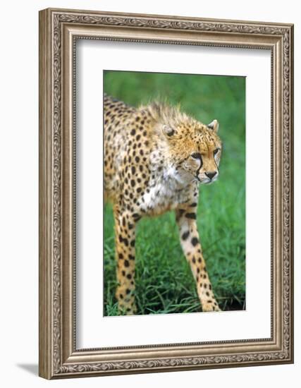 Cheetah Stalking on the Serengeti-John Alves-Framed Photographic Print