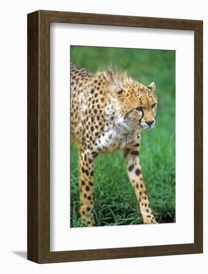 Cheetah Stalking on the Serengeti-John Alves-Framed Photographic Print