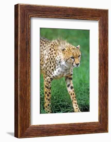 Cheetah Stalking on the Serengeti-John Alves-Framed Photographic Print