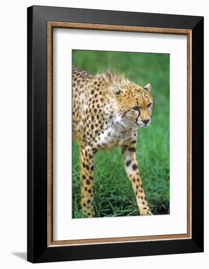 Cheetah Stalking on the Serengeti-John Alves-Framed Photographic Print