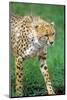 Cheetah Stalking on the Serengeti-John Alves-Mounted Photographic Print