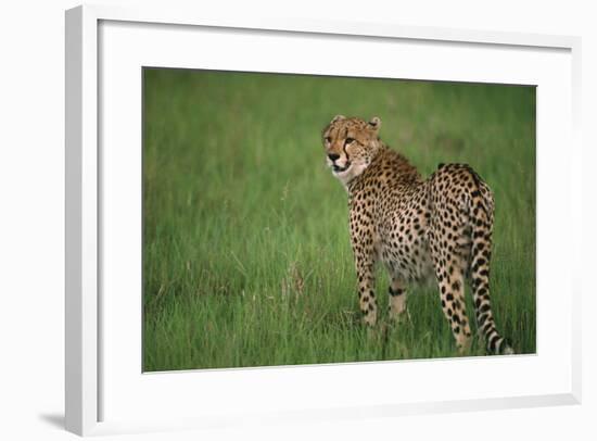 Cheetah Standing in Grass-DLILLC-Framed Photographic Print