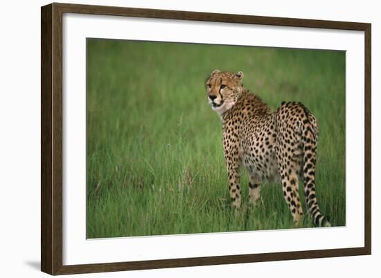 Cheetah Standing in Grass-DLILLC-Framed Photographic Print