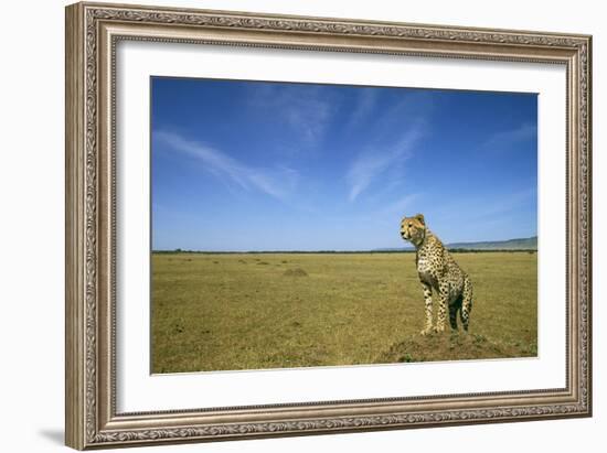 Cheetah Standing on Vantage Point-null-Framed Photographic Print