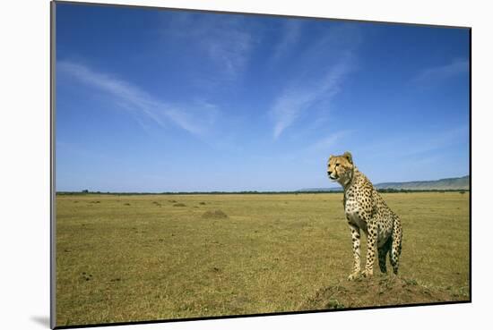 Cheetah Standing on Vantage Point-null-Mounted Photographic Print