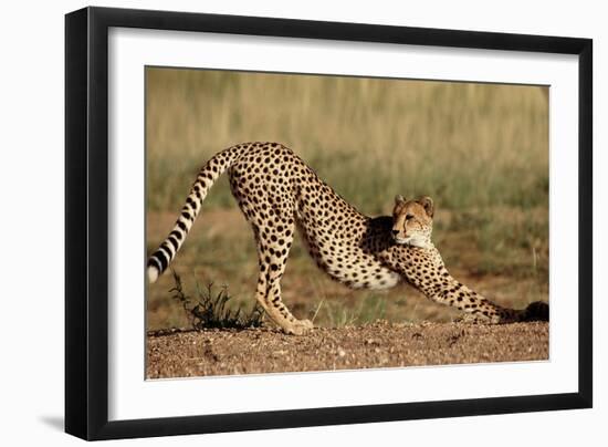 Cheetah Stretching-Lantern Press-Framed Art Print