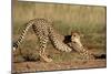 Cheetah Stretching-Lantern Press-Mounted Art Print