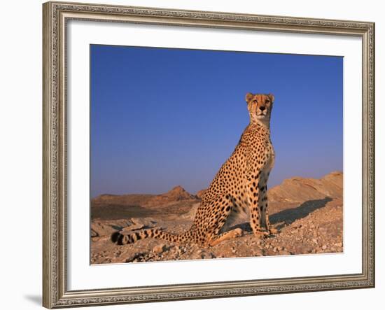 Cheetah, Tsaobis Leopard Park, Namibia-Tony Heald-Framed Photographic Print