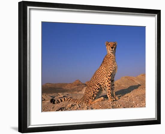 Cheetah, Tsaobis Leopard Park, Namibia-Tony Heald-Framed Photographic Print