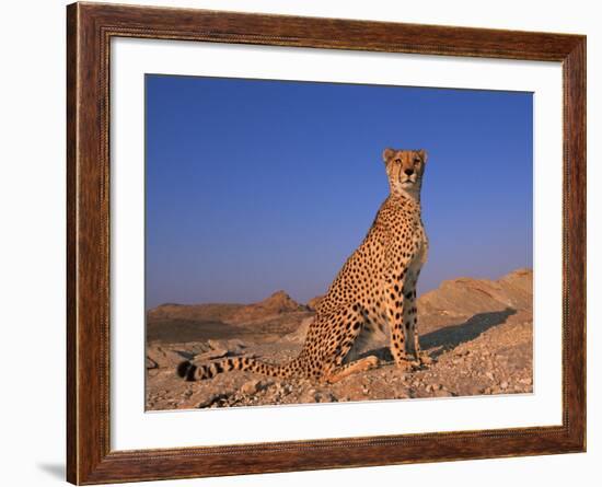 Cheetah, Tsaobis Leopard Park, Namibia-Tony Heald-Framed Photographic Print