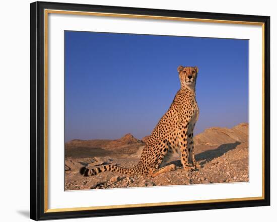 Cheetah, Tsaobis Leopard Park, Namibia-Tony Heald-Framed Photographic Print