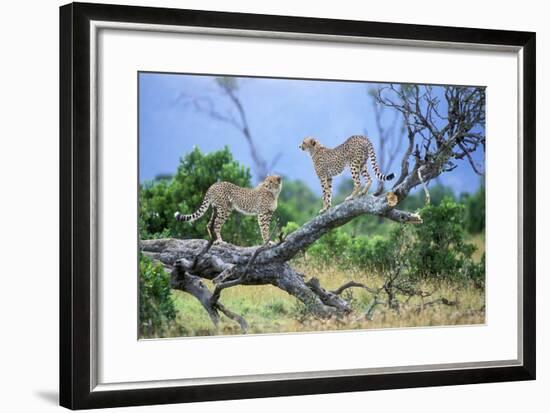 Cheetah Two on Branch-null-Framed Photographic Print