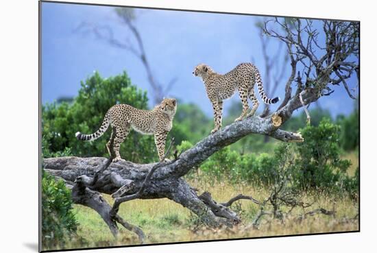 Cheetah Two on Branch-null-Mounted Photographic Print