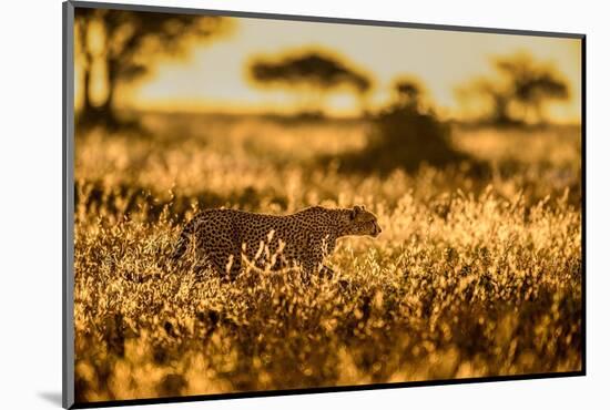 Cheetah walking through long grass at sunrise, Tanzania-Nick Garbutt-Mounted Photographic Print