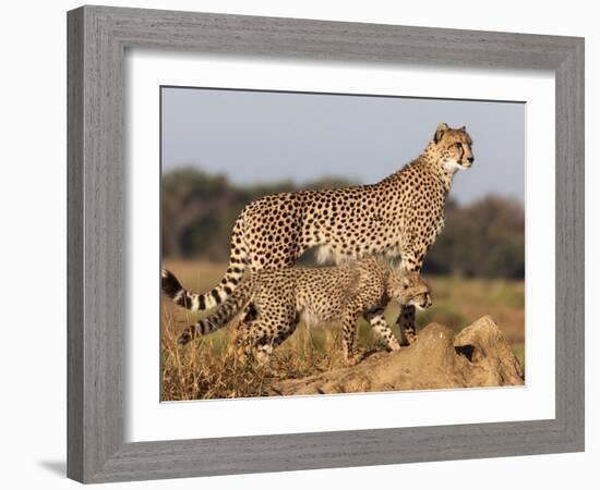 Cheetah with Cub (Acinonyx Jubatus), Phinda Private Game Reserve, Kwazulu Natal, South Africa-Ann & Steve Toon-Framed Photographic Print