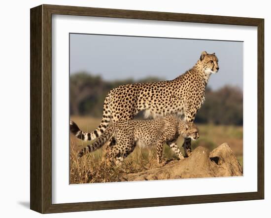 Cheetah with Cub (Acinonyx Jubatus), Phinda Private Game Reserve, Kwazulu Natal, South Africa-Ann & Steve Toon-Framed Photographic Print