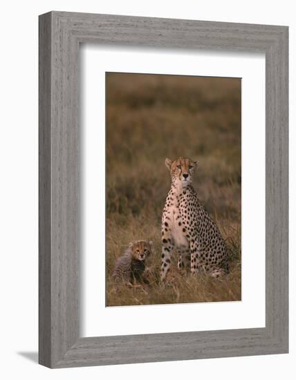 Cheetah with Cub-DLILLC-Framed Photographic Print