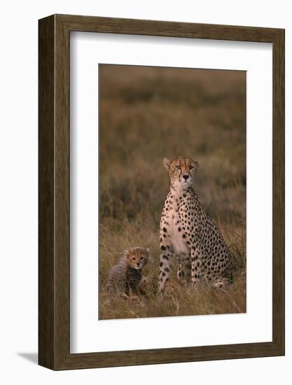 Cheetah with Cub-DLILLC-Framed Photographic Print