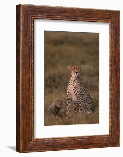 Cheetah with Cub-DLILLC-Framed Photographic Print