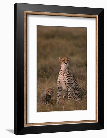 Cheetah with Cub-DLILLC-Framed Photographic Print