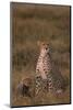 Cheetah with Cub-DLILLC-Mounted Photographic Print