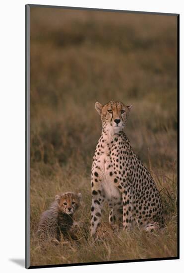 Cheetah with Cub-DLILLC-Mounted Photographic Print