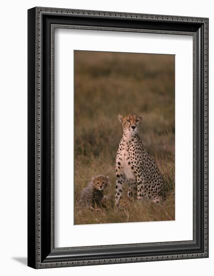 Cheetah with Cub-DLILLC-Framed Photographic Print