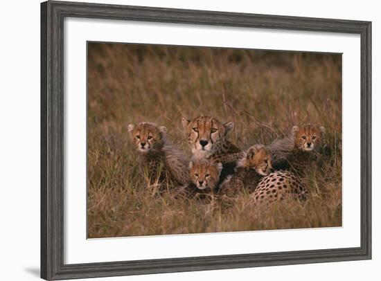 Cheetah with Cubs in Grass-DLILLC-Framed Photographic Print