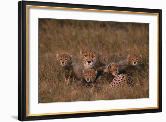 Cheetah with Cubs in Grass-DLILLC-Framed Photographic Print