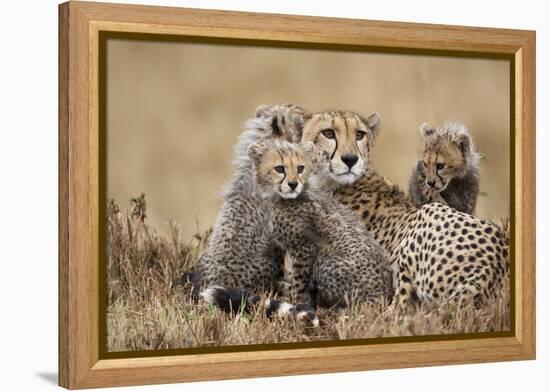 Cheetah with Cubs in Masai Mara National Reserve-Paul Souders-Framed Premier Image Canvas