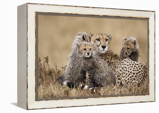 Cheetah with Cubs in Masai Mara National Reserve-Paul Souders-Framed Premier Image Canvas